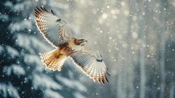 Red-tailed Hawk Soaring Through a Snowstorm photo