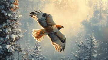 Hawk Soaring Through Snowy Forest in Golden Light photo
