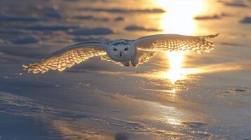 Snowy Owl Soaring Against a Golden Sunset Over a Frozen Lake photo