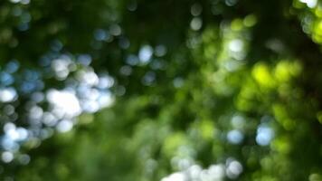 Footage showing the light passing through the leaves, creating soft round reflections. The bokeh effect creates a soft, dreamy look. video
