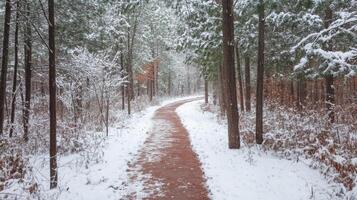 Snow-Covered Path Winding Through a Pine Forest photo