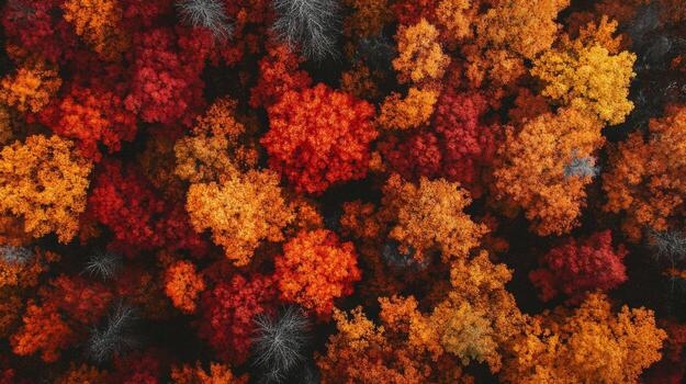 Aerial View of a Forest in Autumn with Red, Orange, and Yellow Foliage photo