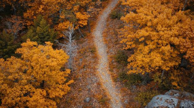 Aerial View of a Winding Path Through a Forest of Autumn Leaves photo