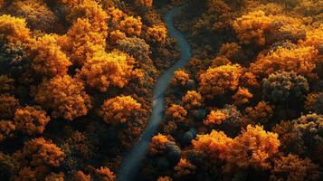 Aerial View of a Winding Path Through an Autumnal Forest photo