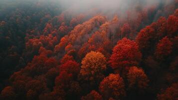 Aerial View of a Foggy Forest in Autumn Colors photo