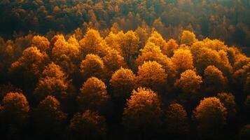 Golden Canopy of Trees in an Autumn Forest photo