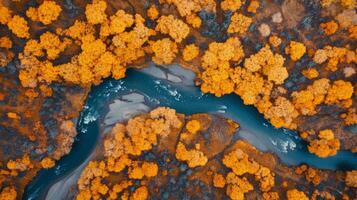 Aerial View of a Winding River Through Autumnal Forest photo