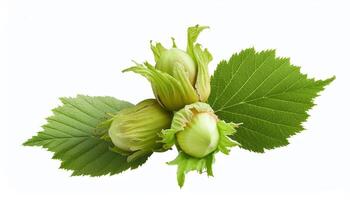 Fresh Hazelnuts with Green Leaves and Slices Isolated on White Background photo