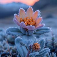 A flower with frost on it in the mountains photo
