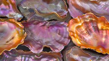 Colorful abalone shells display intricate patterns on a stunning pearl background photo