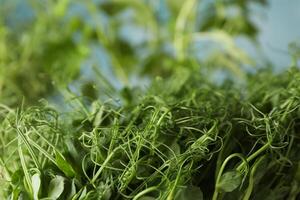 Green peas sprouts, close up and space for text photo