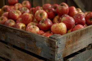 Wooden crate overflowing with freshly picked red apples photo