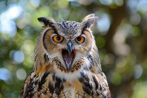 Eurasian eagle owl opening beak with intense stare photo