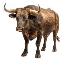 Brown bull with horns isolated on transparent background photo
