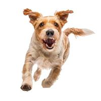 Joyful dog mid jump on transparent background photo