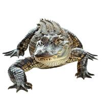 Young alligator crawling and looking at viewer on white background photo