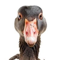 Close up portrait of a goose on transparent background photo