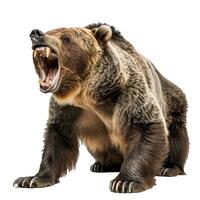 Large grizzly bear standing and roaring on white background photo