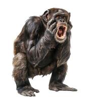 Chimpanzee standing and screaming with hands on face photo