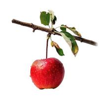 Fresh red apple on branch with leaves transparent background photo