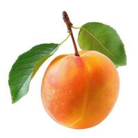 Single ripe apricot with leaf hanging from branch photo