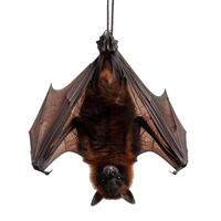 Large flying fox or fruit bat hanging upside down isolated on white photo