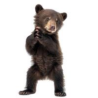 Adorable standing bear cub isolated on transparent background photo