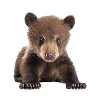 Brown bear cub lying down on white background photo