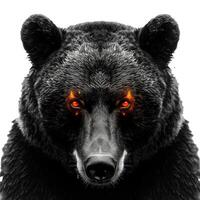 Black bear showing teeth with fiery eyes on white background photo