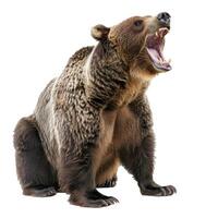 Large grizzly bear sitting and roaring on white background photo