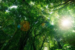 Looking up view of tree trunk to green leaves of tree in forest with sun light. Fresh environment in green woods. Forest tree on sunny day. Natural carbon capture. Sustainable conservation and ecology photo