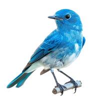 Mountain bluebird perched on a branch with white background photo