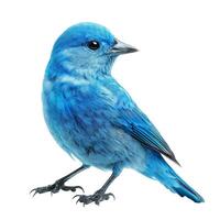Blue bird posing on white background looking right photo