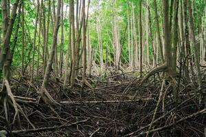 Mangrove roots in biodiverse coastal wetland. Crucial ecosystem for carbon capture and natural erosion control. Tidal swamp habitat. Nature's resilience against climate change in tropical regions. photo