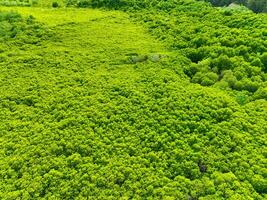 Green mangrove forest. Carbon sequestration and storage. Blue carbon ecosystem. Mitigation of climate change impacts. Mangrove tree capture CO2. Carbon offset. Carbon credits and trading programs. photo