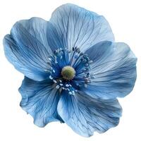 Blue anemone flower isolated on transparent background photo