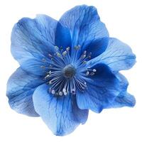 Beautiful blue flower head blooming isolated on white photo