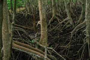Close-up of mangrove root system in tropical wetland forest. Coastal ecosystem supporting biodiversity. Natural defense against erosion and climate change in tidal swamp environment. Carbon capture. photo
