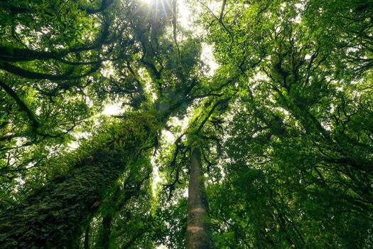 Looking up view of tree trunk to green leaves of tree in forest with sun light. Fresh environment in green woods. Forest tree on sunny day. Natural carbon capture. Sustainable conservation and ecology photo