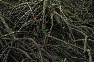 Tangled mangrove roots in lush green swamp forest. Wetland ecosystem filtering water and supporting wildlife. Natural carbon sink in coastal areas combating climate change. Natural carbon capture. photo