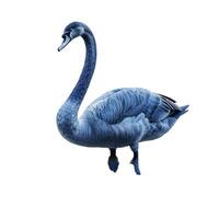 Black swan standing with curved neck on white background photo