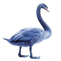 Black swan standing with open beak on white background photo