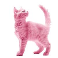 Pink kitten standing and looking up with tail held high photo