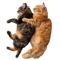 Two hugging tabby cats on transparent background photo