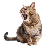 Yawning tabby cat isolated on transparent background photo