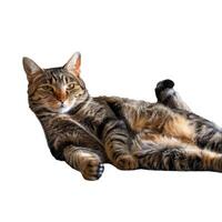 Tabby cat relaxing on its back on white background photo