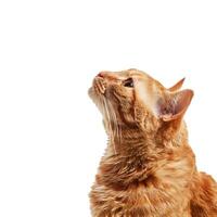 Ginger cat looking up on transparent background photo