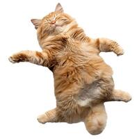 Ginger cat sleeping on back with paws up photo