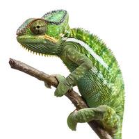 Vibrant chameleon on branch isolated on transparent background photo