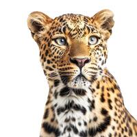 Leopard looking up with intense blue eyes on white background photo